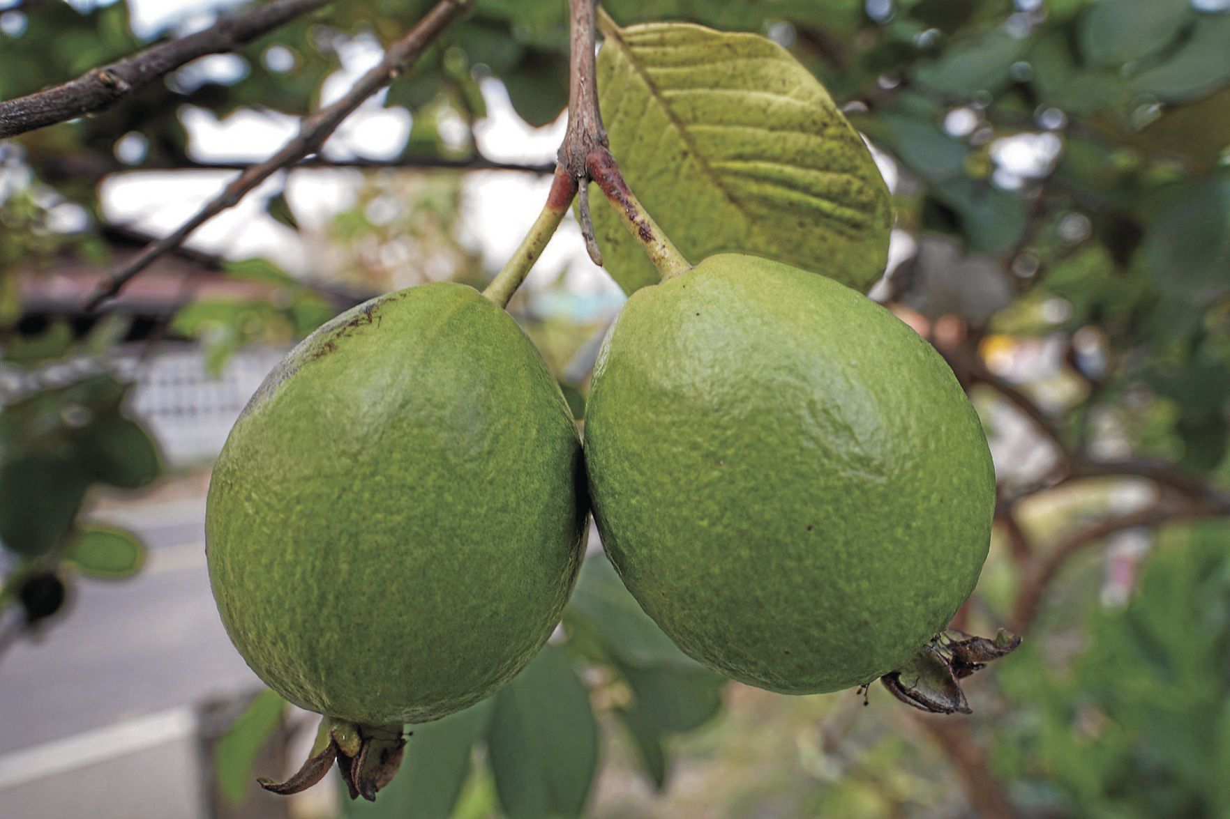 guava-3351709_1920_CMYK.jpg